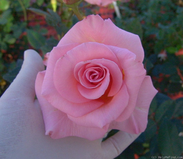 'Flawless ™' rose photo