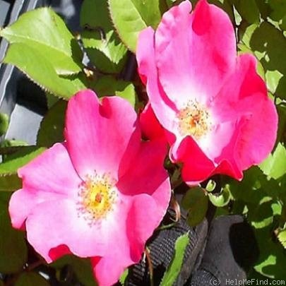 'Betty Prior, Cl. ™' rose photo