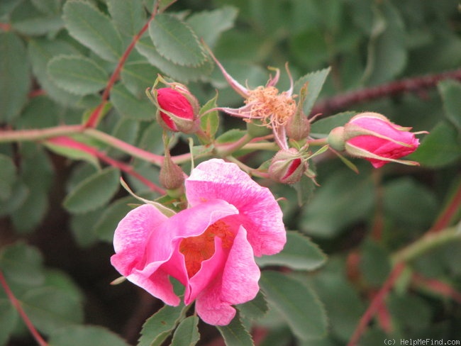 '<i>Rosa arkansana</i> 'Peppermint'' rose photo