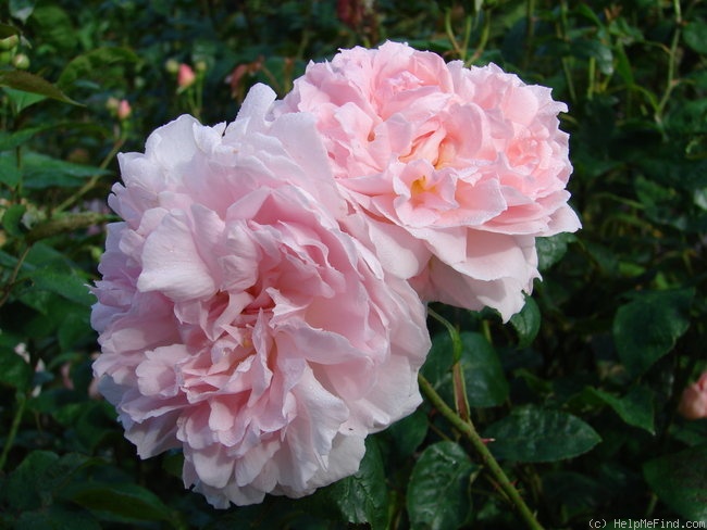 'Kathryn Morley' rose photo