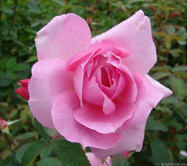 'Mayflower (English Rose, Austin, 1992/2001)' rose photo