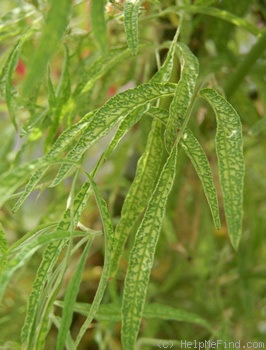 '<i>Rosa multiflora</i> var. <i> watsoniana</i> Matsumura' rose photo