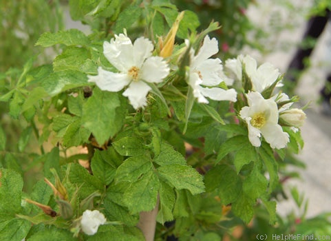 'Adiantifolia' rose photo