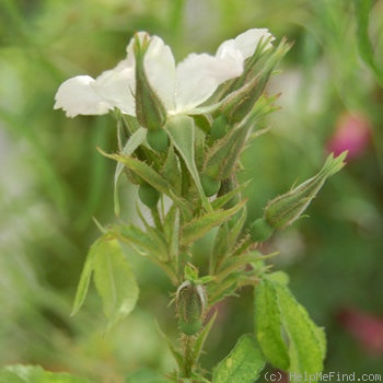 'Adiantifolia' rose photo