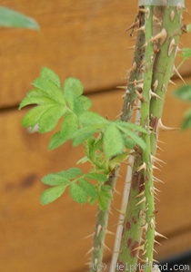 'Adiantifolia' rose photo