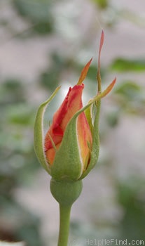 'Terre & Nature' rose photo
