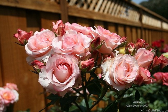 'Rejoice' rose photo