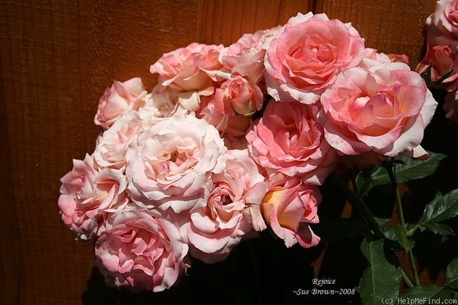 'Rejoice' rose photo