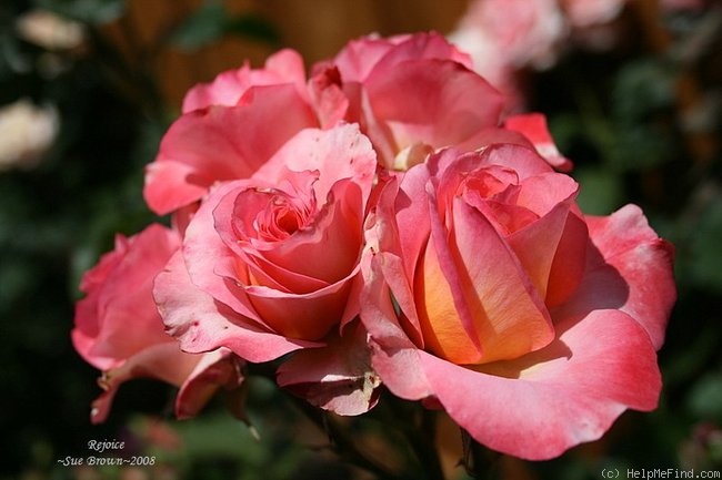 'Rejoice' rose photo