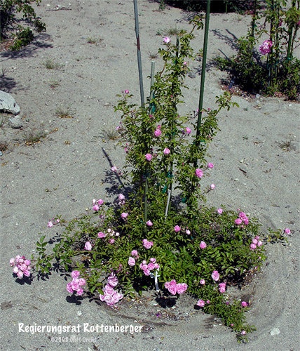 'Regierungsrat Rottenberger' rose photo
