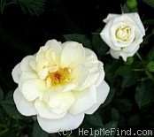 'Starla' rose photo