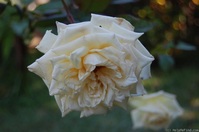 'Mrs. Harold Brocklebank' rose photo