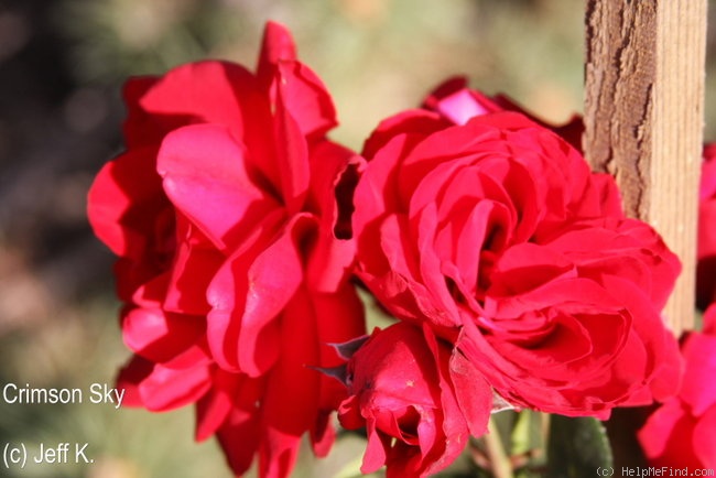 'Crimson Sky' rose photo