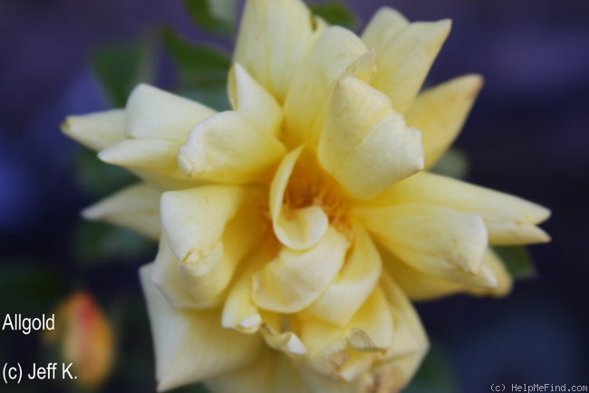 'Allgold, Cl.' rose photo