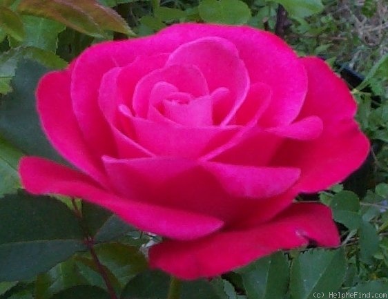 'JW-01 (Peter Harris)' rose photo