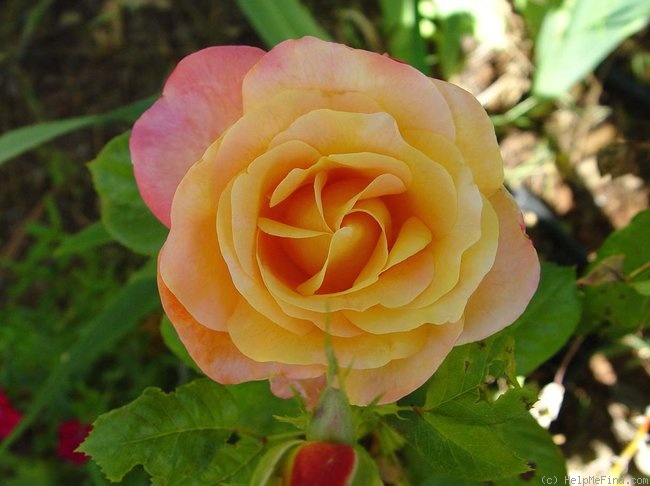'Painted Moon' rose photo