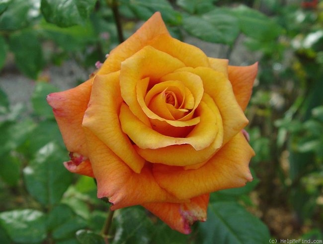 'Milva ® (hybrid tea, Evers/Tantau, 1999)' rose photo