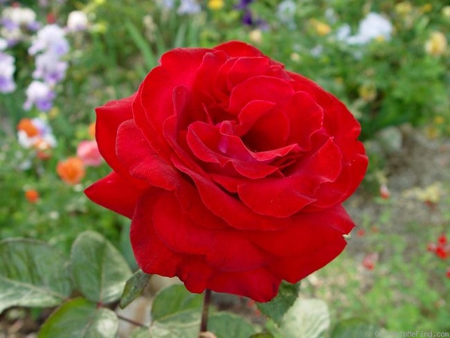 'Ronald Reagan ™' rose photo