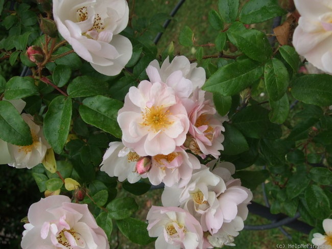 'Lucens Erecta' rose photo