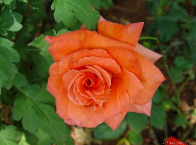 'Dronning Ingrid™' rose photo