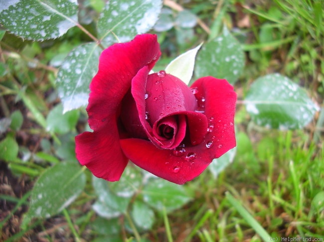 'Guinée' rose photo