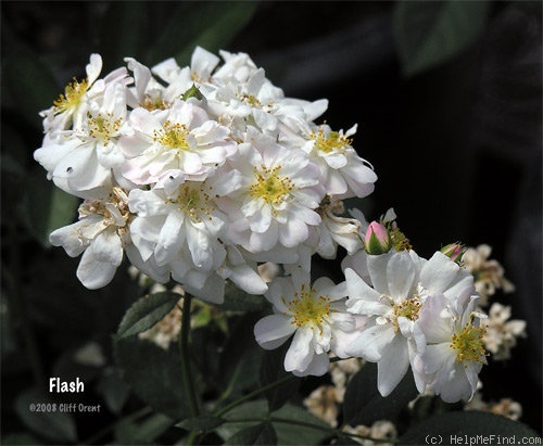 'Flash (shrub, Lens, 1984)' rose photo