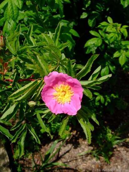 'Rousseauiorum' rose photo