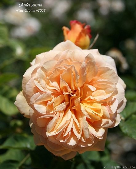 'Charles Austin ' rose photo