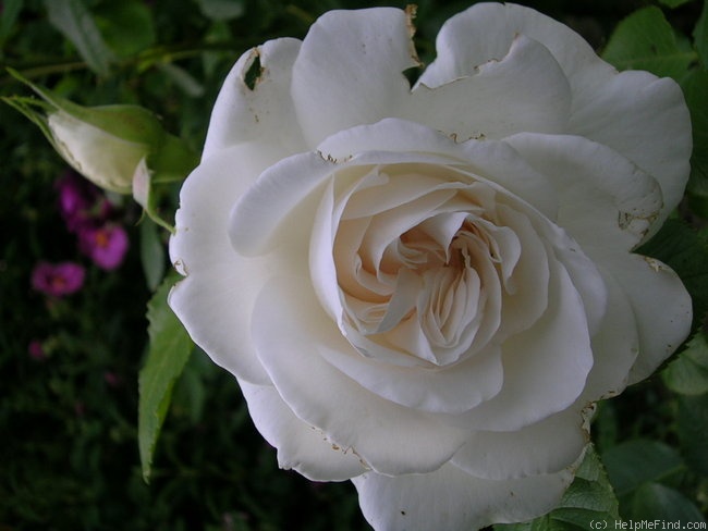 'Annapurna (hybrid tea, Dorieux 2000)' rose photo