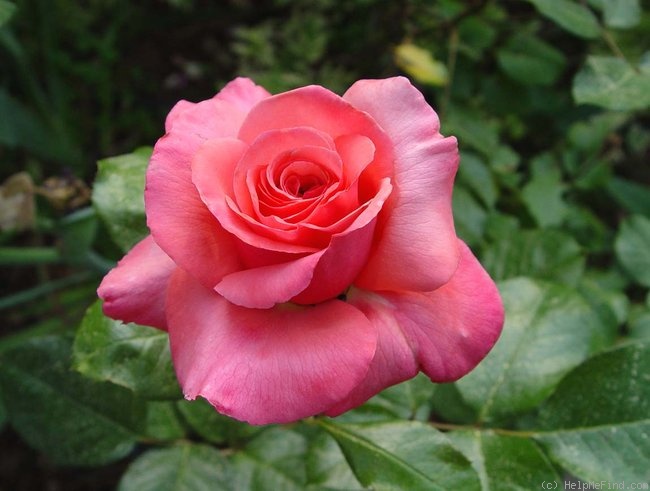 'Sweet Gesture' rose photo