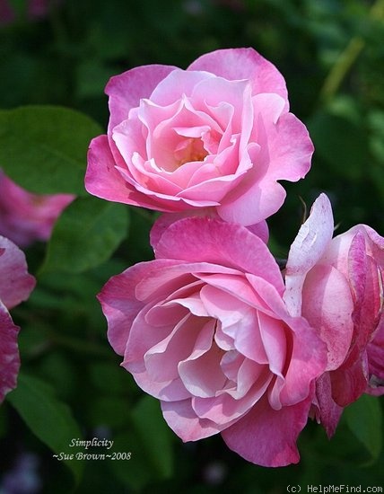 'Simplicity ® (floribunda, Warriner, 1976)' rose photo