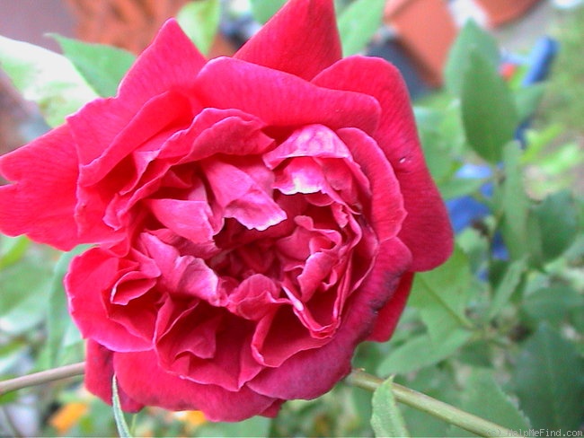 'Louis-Philippe (china, Guérin 1834)' rose photo