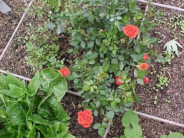 'Bambino ™ (miniature, Saville 1997)' rose photo