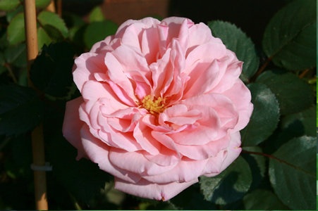 'Van Drent, T.'  photo