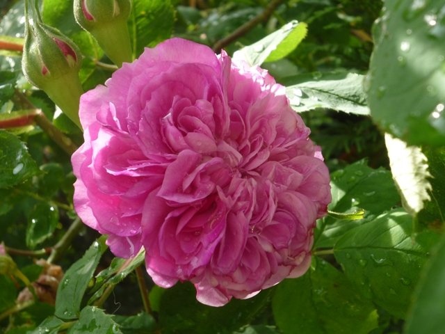 'Gerdhart'  photo