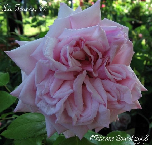 'La France, Cl.' rose photo