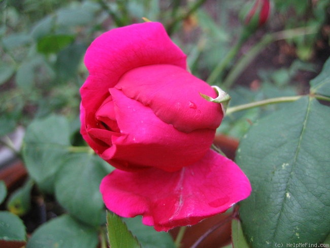 'Souvenir de Thérèse Levet' rose photo