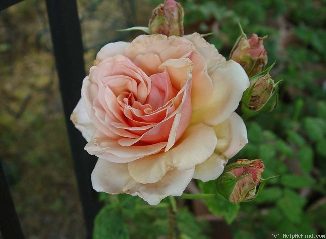 'Mother of Pearl ™ (grandiflora, Meilland, 2006)' rose photo