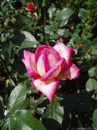 'Permoser' rose photo