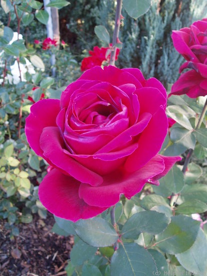 'Professor Knöll' rose photo