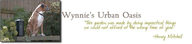 'Wynnie's Urban Oasis'  photo