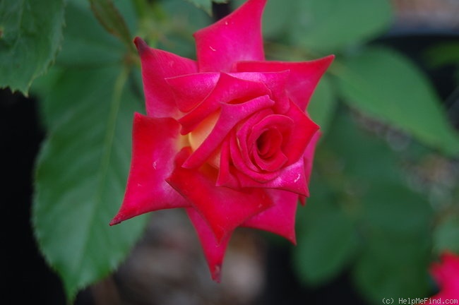 'Edisto' rose photo