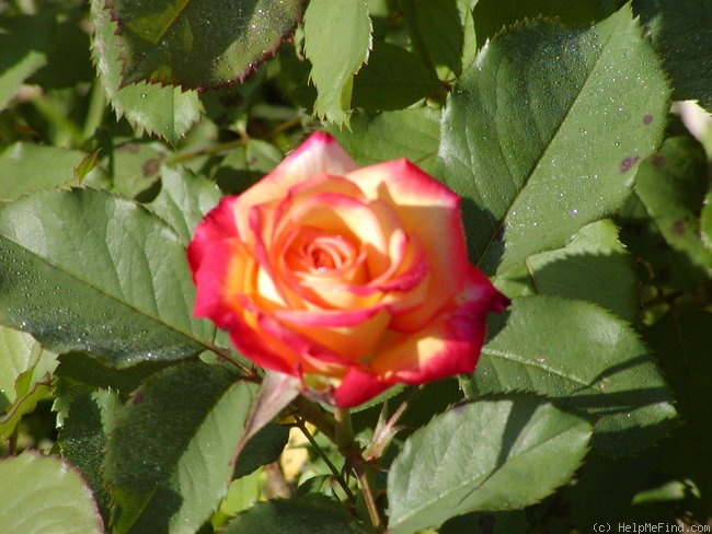 'Dream Come True ™ (grandiflora, Pottschmidt, 2006)' rose photo