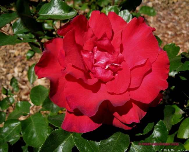 'Cardinal Song ™' rose photo