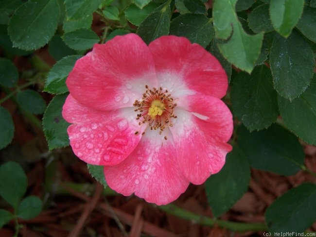 'Pink Meidiland ®' rose photo