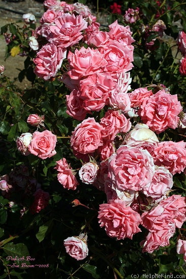 'Pink-A-Boo' rose photo