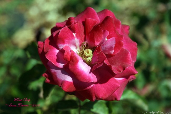 'Blue Chip' rose photo