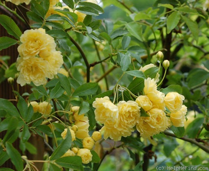 'R. banksiae lutea' rose photo