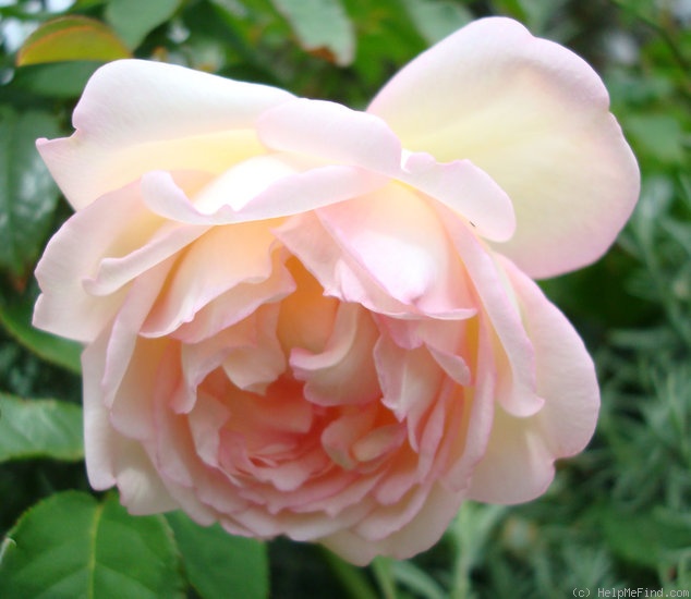 'Madame Joseph Schwartz' rose photo
