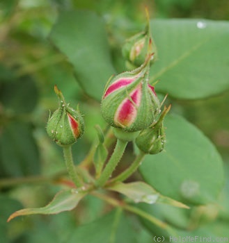 'Gribaldo Nicola' rose photo